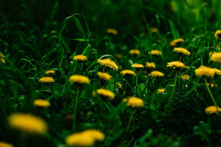 Ella Langley’s “Dandelion Tour” Tickets: Where to Find Them After Ticketmaster Issues