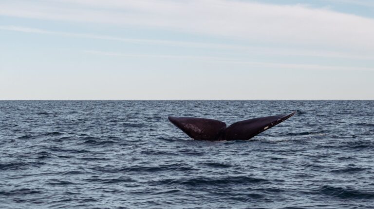 Concerns Raised After Endangered Whale Found on Cruise Ship in Alaska