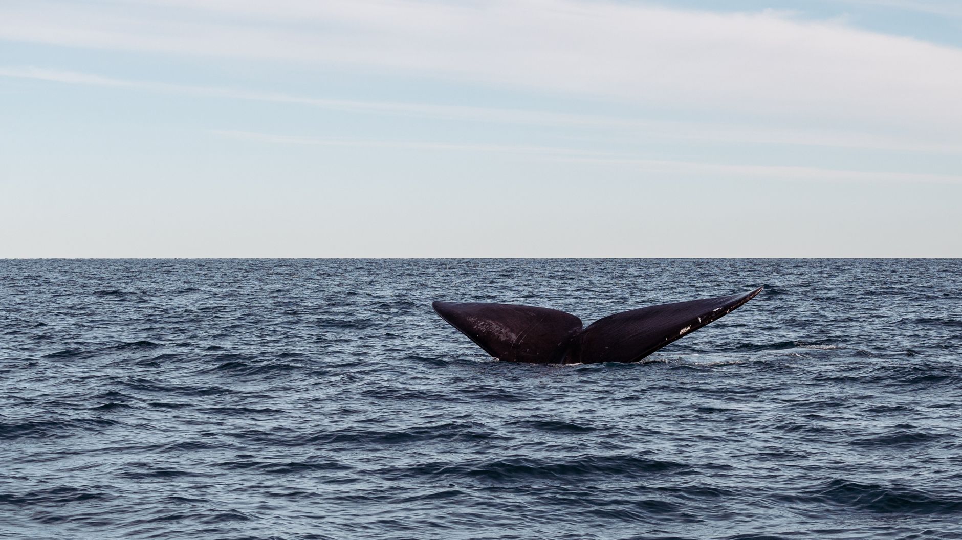 Concerns Raised After Endangered Whale Found on Cruise Ship in Alaska