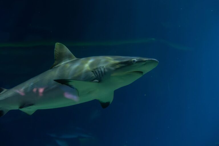 Beachgoer Suffers Shark Attack During July 4th Weekend in New York