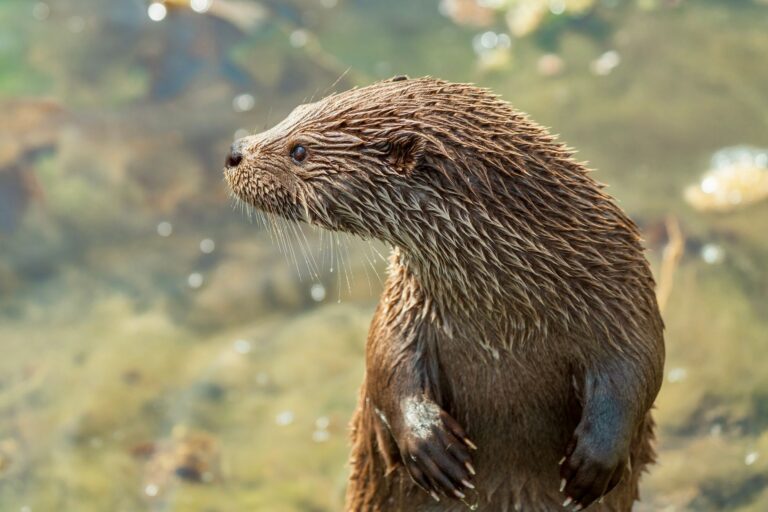 River Otter Sighted in Bronx for the First Time in a Century