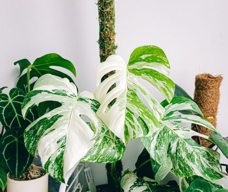 Trader Joe’s Offers Rare Plant Varieties at Bargain Prices