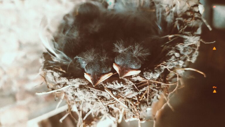 Birdfy Nest Duo Review: A Personal Nature Documentary Experience