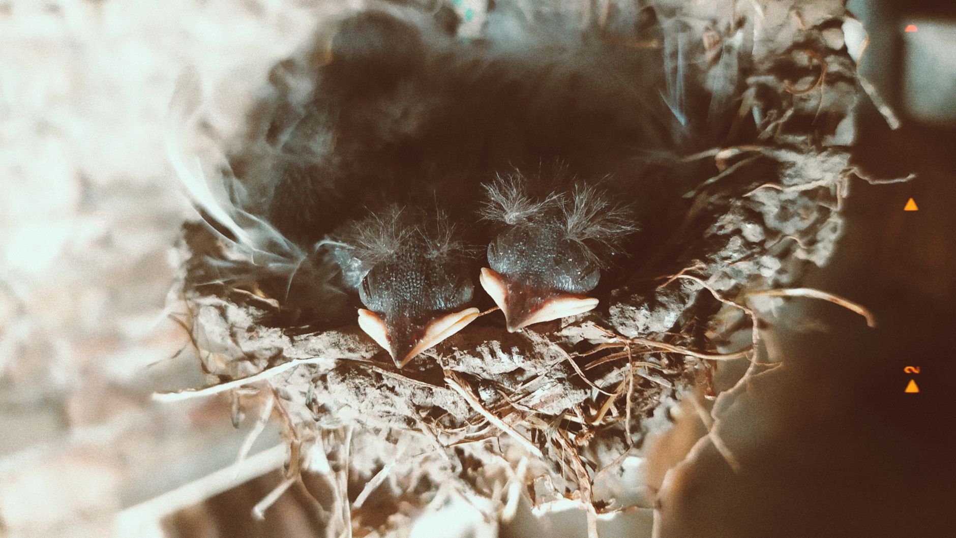 Birdfy Nest Duo Review: A Personal Nature Documentary Experience