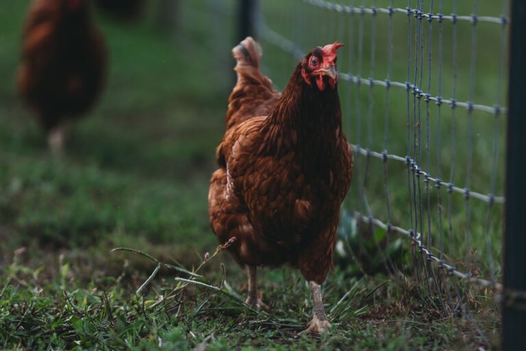 Can You Keep Backyard Chickens? The Answer Varies Across Cleveland Suburbs