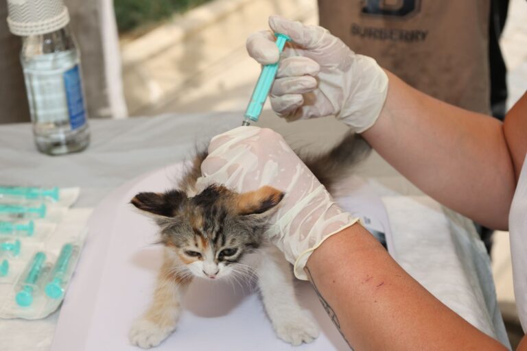 Free Pet Vaccine and Microchip Clinic to be Held in Cleveland