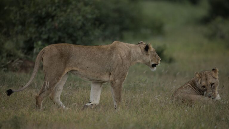 How to Watch ‘Lioness’ Season 3, Episode 3 for Free Today