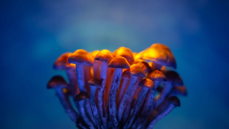 Psilocybin Might Make Your Brain Live in the Moment