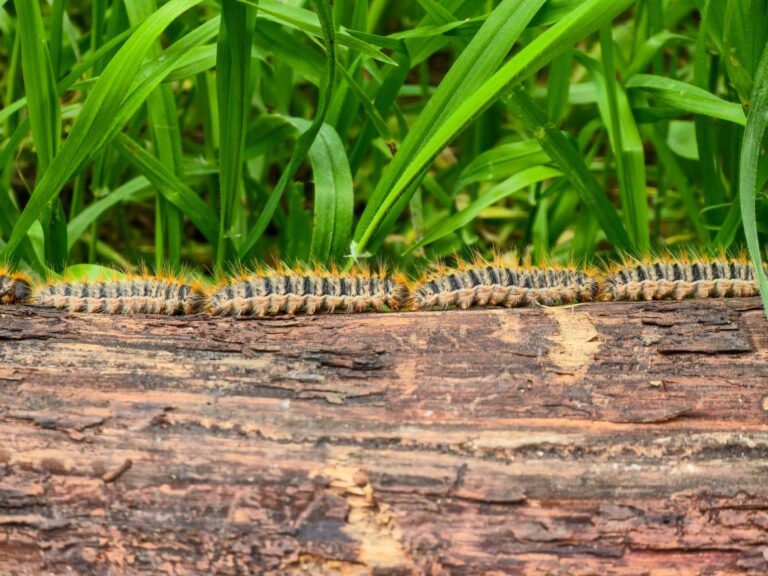 Scientists Put Caterpillars in an Ultraquiet Chamber to Learn How They Hear Without Ears