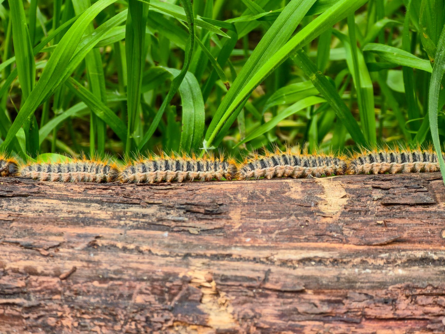 Scientists Put Caterpillars in an Ultraquiet Chamber to Learn How They Hear Without Ears