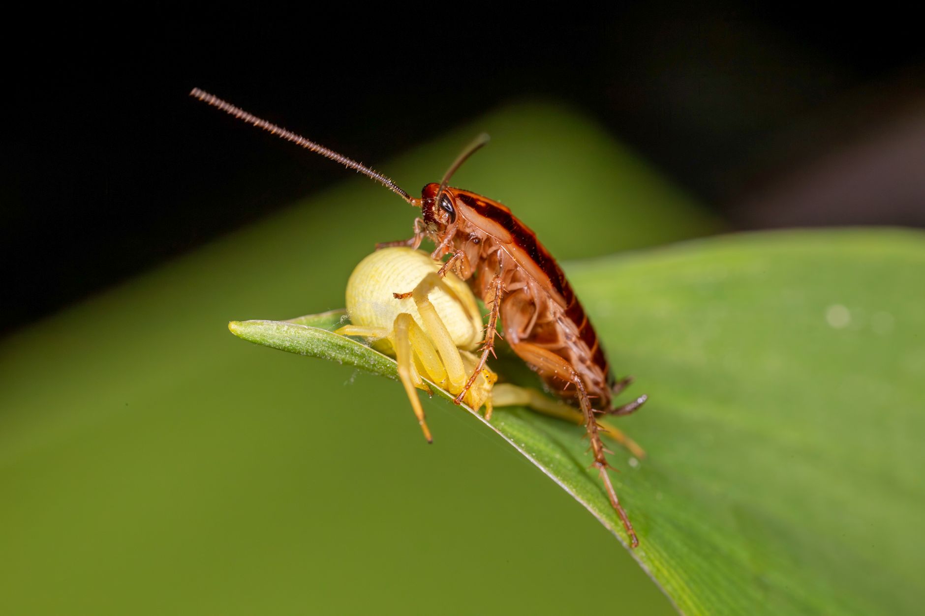 These Cyborg Cockroaches Could Save Your Life