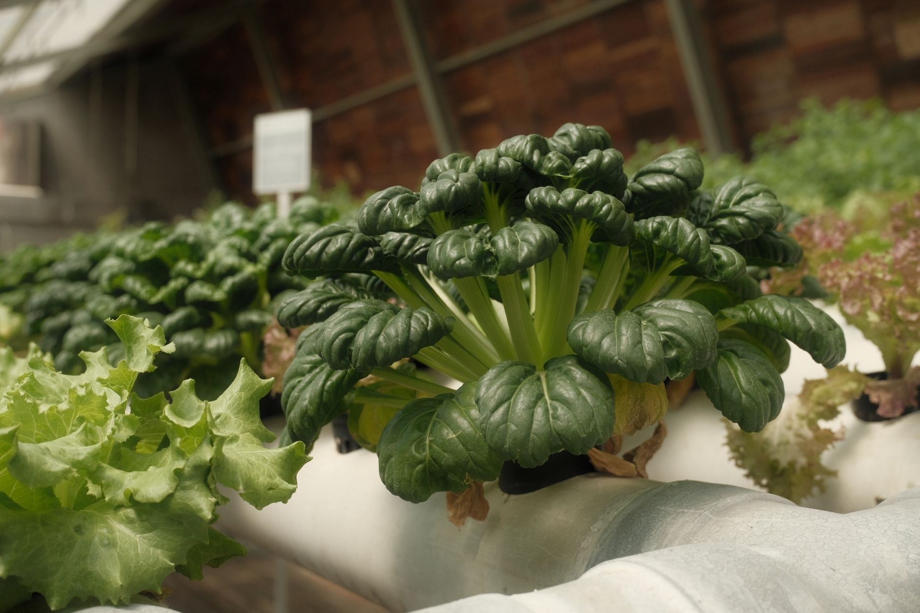 Discover the Best Indoor Garden Systems for Thriving Greens Year-Round