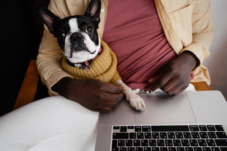 Welcome to Dogs Anonymous: The Digital Sanctuary for Frustrated Dog Owners