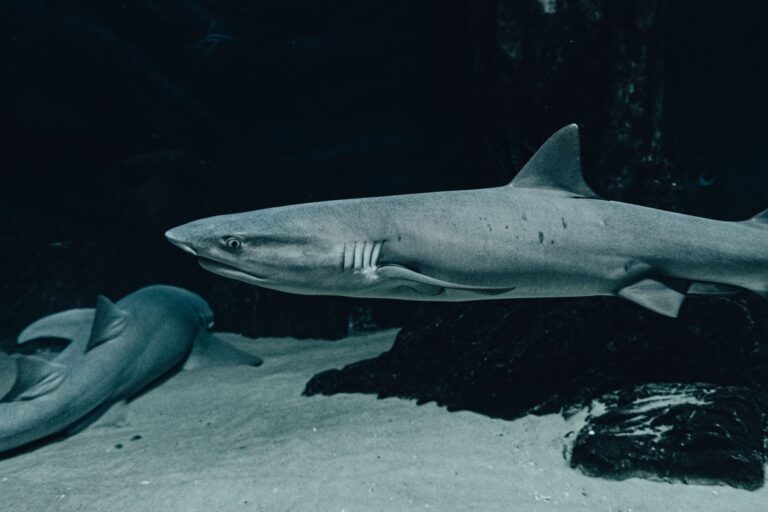 Shark’s NeverChange Air Purifier Sees Major Discounts Ahead of Amazon Prime Big Deal Days