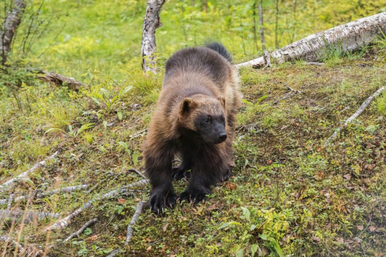 Can the BPC-157 ‘Wolverine’ Peptide Really Help With Pain and Recovery?