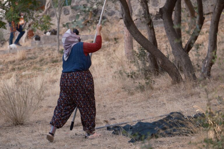 West Bank Olive Harvest Under Threat from Settler Violence