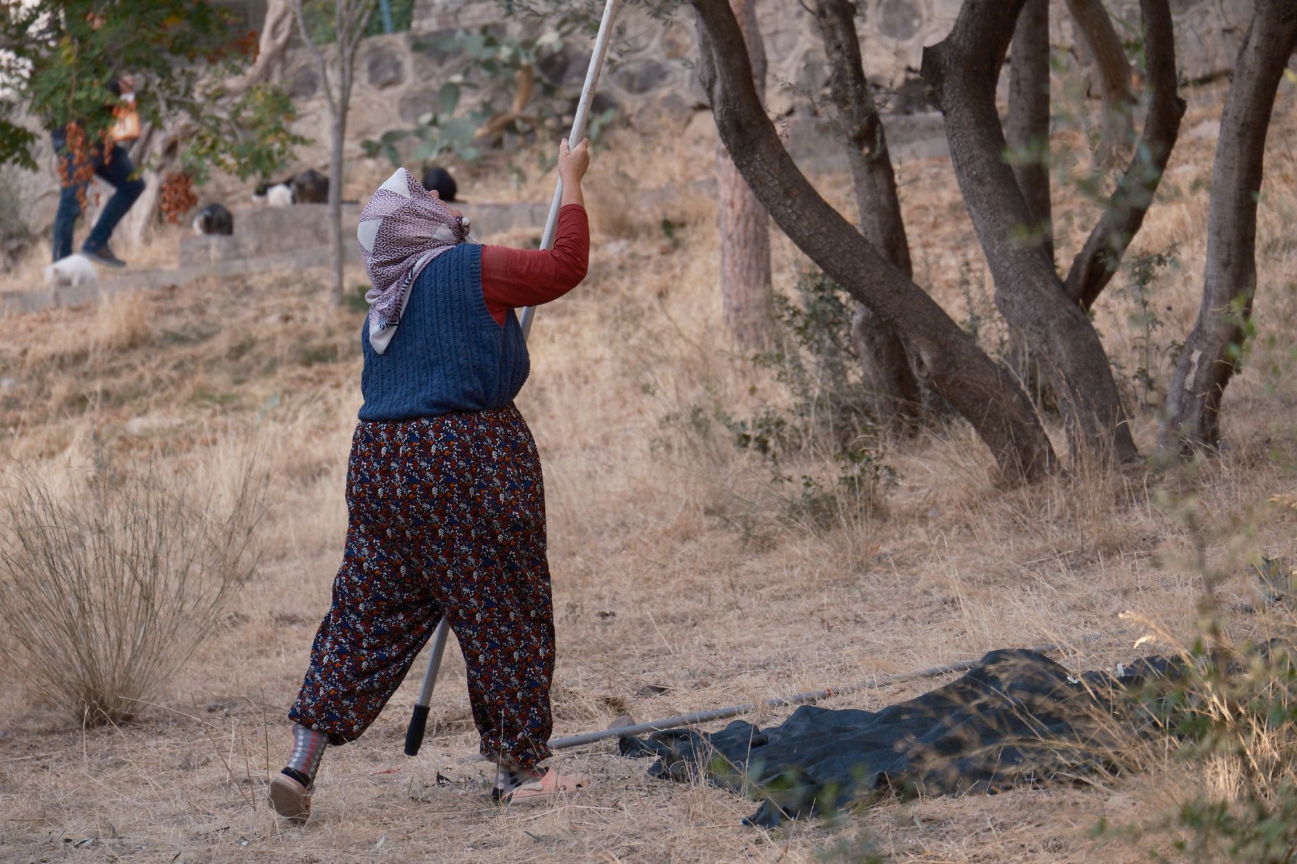 West Bank Olive Harvest Under Threat from Settler Violence