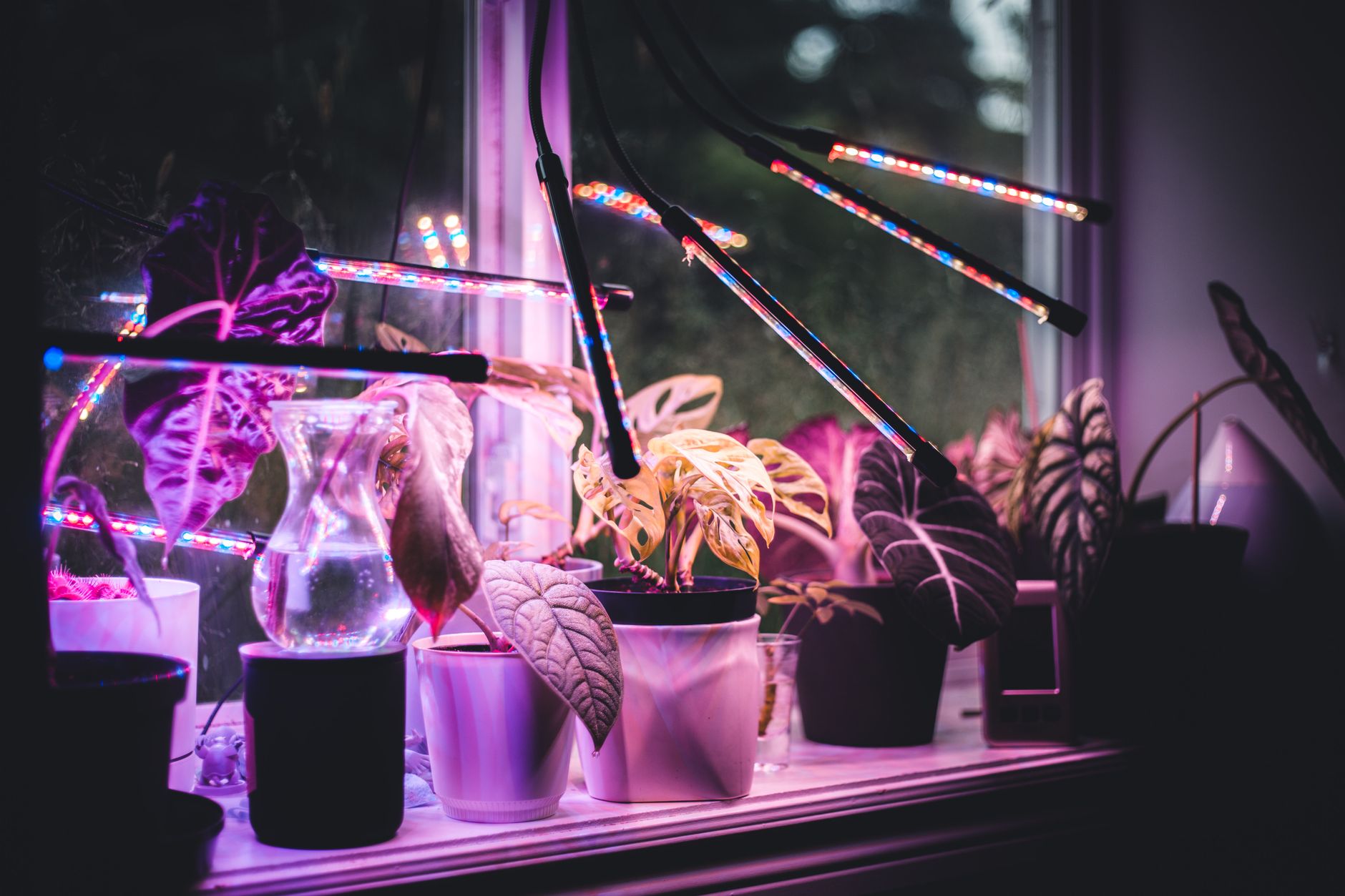 Brighten Up Your Winter: Top LED Grow Lights for Houseplants