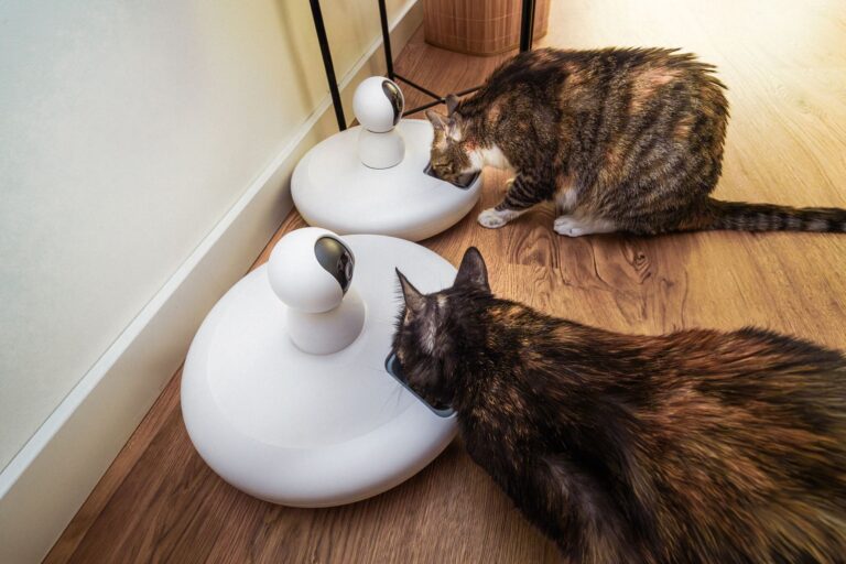The Top 12 Automatic Cat Feeders of 2026: Our Comprehensive Review