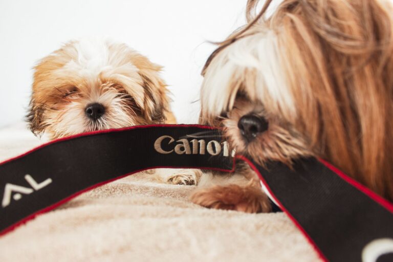 The Top Pet Cameras of 2026: Keeping an Eye on Your Furry Friends